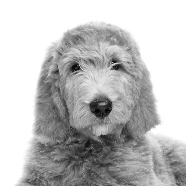 team-marley team-marley